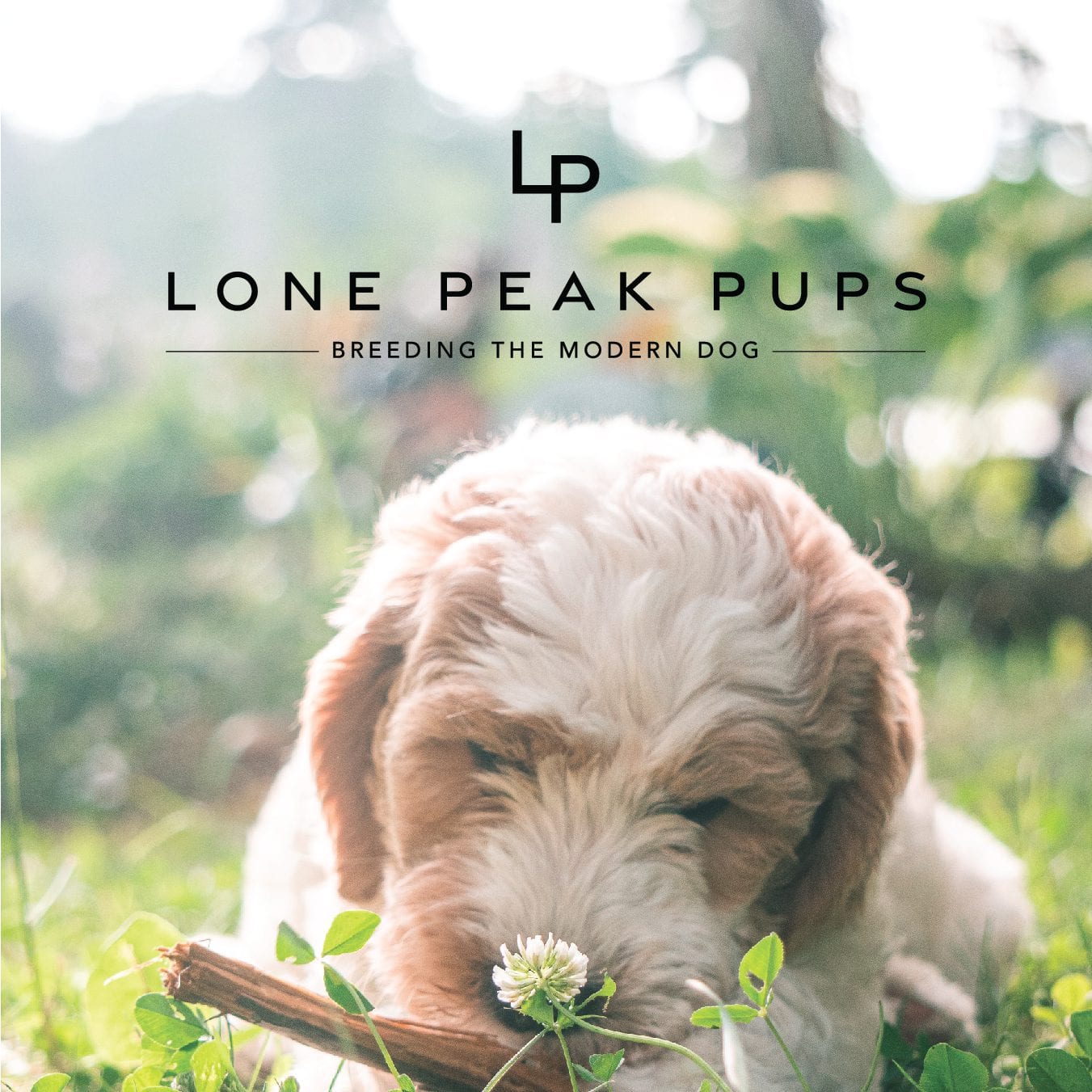 Lone Peak Pups 4